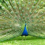 Những sự thật thú vị về chiếc đuôi công